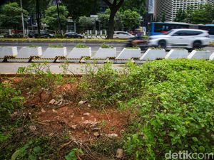 Duh! Tanaman Trotoar Sudirman Dekat GBK Rusak