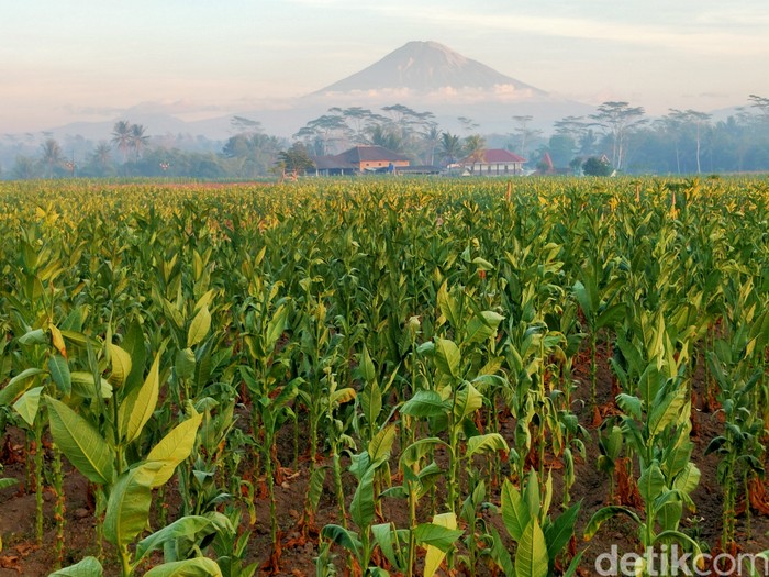 Ilustrasi Tanaman Tembakau di kawasan Tuksongo, Magelang, Jawa Tengah