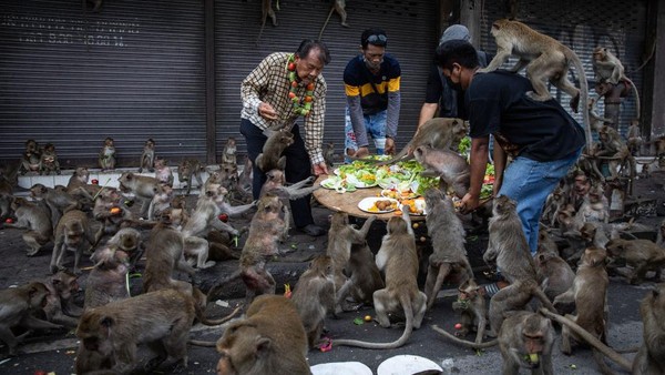 Para monyet liar ini mendapatkan suguhan buah-buahan yang melimpah dari warga yang menjadi sukarelawan dalam acara tersebut.