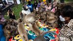 Meriahnya Festival Monyet di Thailand, Pesta Besar Buah-buahan!