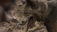Personel Polri mengerahkan anjing pelacak untuk mencari korban yang tertimbun longsor akibat gempa di Kampung Cijedil, Cugenang, Kabupaten Cianjur, Jawa Barat.