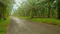 Tampak jalanan asri di kawasan sawit Pelanginan, Indragiri Hilir, Riau. Program Sekolah Peduli Api juga diyakini sebagai pengaliran pilar karakter di sekolah sebagai contoh agen perubahan yang cinta lingkungan sejak dini di sekolah sekitar. 