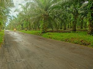Koperasi Juga Diminta Kelola Kebun Sawit