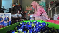 Kemudian, bunga tersebut dikemas ke dalam kemasan. Kelompok UMKM Nurchery yang merupakan warga setempat, berhasil memanfaatkan ekstrak bunga telang untuk dijadikan minuman teh.