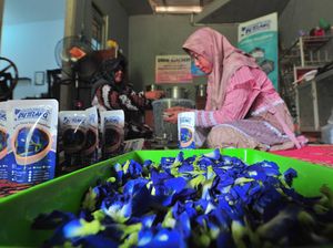 Intip Pengolahan Teh Daun Bunga Telang di Jambi