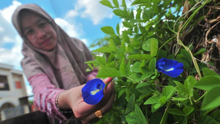 Pelaku UMKM mengemas bunga telang (Clitoria ternatea) yang telah dikeringkan saat pembuatan teh daun telang di Jambi, Senin (28/11/2022). Warga setempat di bawah kelompok UMKM Nurchery berhasil memanfaatkan ekstrak bunga telang untuk dijadikan minuman teh yang telah dipasarkan ke Sumatera dan Jawa dengan harga Rp23 ribu per kemasan. ANTARA FOTO/Wahdi Septiawan/hp.