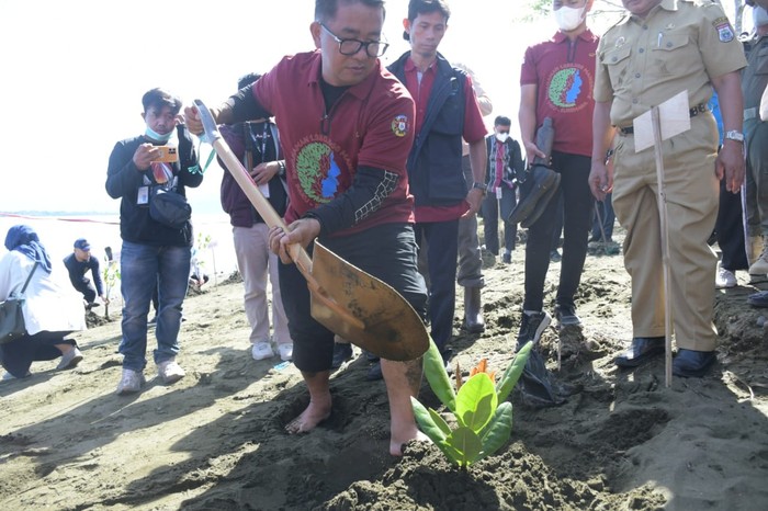 Penanaman Mangrove di Sulbar