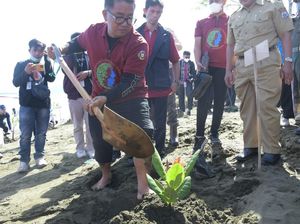 Pemprov Sulbar Targetkan Tanam 1,2 Juta Mangrove, Mulai di 6 Kabupaten