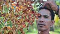 Sebanyak 76 jenis anggrek hutan tengah diupayakan peyelamatannya oleh beberapa pemuda setempat dari bekas hutan rawa yang terbakar pada 2015 lalu.   