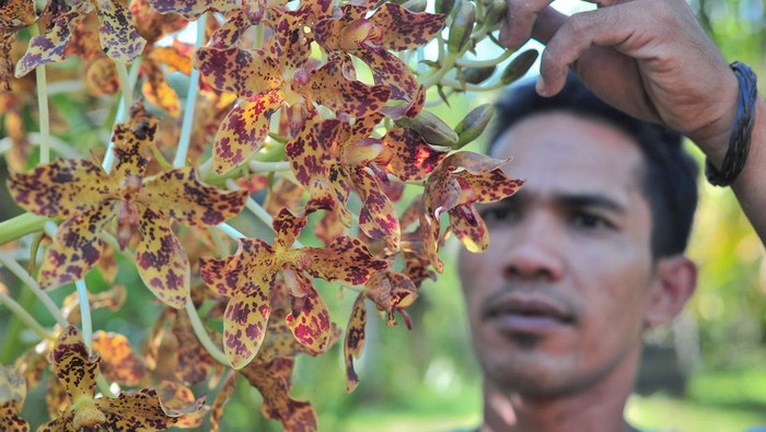 Anggota Gerakan Muarojambi Bersakat menunjukkan tanaman anggrek macan (Grammatophyllum scriptum) yang sedang berbunga yang diselamatkan di Rumah Bayang Taman Sakat Lebung Panjang, Jambi Tulo, Maro Sebo, Muarojambi, Jambi, Minggu (27/11/2022). Sebanyak 76 jenis anggrek hutan asal daerah itu tengah diupayakan peyelamatannya oleh beberapa pemuda setempat dari bekas hutan rawa yang terbakar pada 2015 lalu. ANTARA FOTO/Wahdi Septiawan/aww.