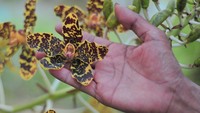Penampakan anggrek macan (Grammatophyllum scriptum) yang sedang berbunga.