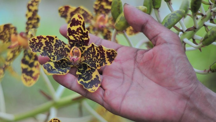 Anggota Gerakan Muarojambi Bersakat menunjukkan tanaman anggrek macan (Grammatophyllum scriptum) yang sedang berbunga yang diselamatkan di Rumah Bayang Taman Sakat Lebung Panjang, Jambi Tulo, Maro Sebo, Muarojambi, Jambi, Minggu (27/11/2022). Sebanyak 76 jenis anggrek hutan asal daerah itu tengah diupayakan peyelamatannya oleh beberapa pemuda setempat dari bekas hutan rawa yang terbakar pada 2015 lalu. ANTARA FOTO/Wahdi Septiawan/aww.