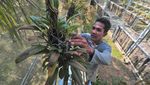 Upaya Penyelamatan Anggrek Hutan di Jambi