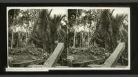 Berikutnya, ada aktivitas penebangan kayu di kawasan Batu, Jawa Timur.