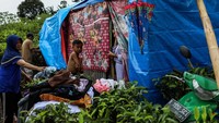 Sejumlah warga membangun tenda di tengah kebun teh untuk mengungsi.  