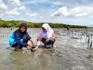 Pelajar di Polewali Mandar Tanam 10 Ribu Mangrove demi Selamatkan Lingkungan
