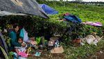 Takut Gempa Susulan, Warga Cianjur Bangun Tenda di Kebun Teh
