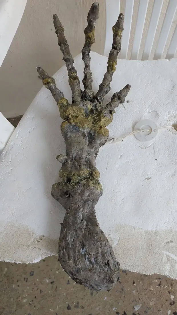 Ketemu tangan Alien di pantai