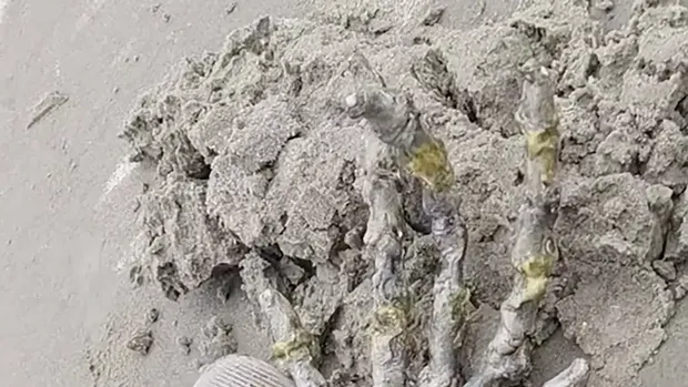 Ketemu tangan Alien di pantai