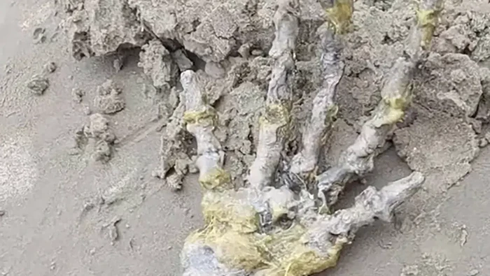 Ketemu tangan Alien di pantai