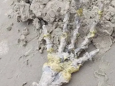 Pasangan Ini Temukan Tangan Alien di Pantai, Wujudnya Bikin Merinding!