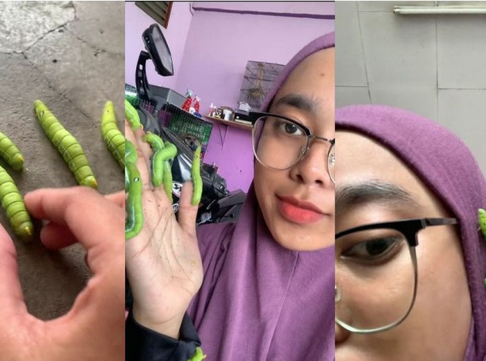 Wanita yang menyukai hewan reptil viral di media sosial Wanita yang menyukai hewan reptil viral di media sosial, jadikan ulat bulu sebagai aksesori pin hijab.