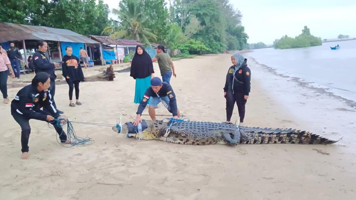 Warga saat mengevakuasi buaya berukuran 4 meter di Pantai Teluk Lombok, Kutai Timur, Kalimantan Timur.