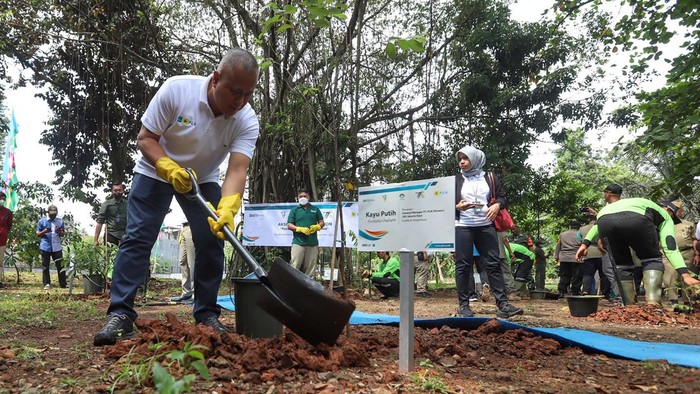 Aksi Tanam Seribu Pohon untuk Jakarta General Manager PLN UID Jakarta Raya, Doddy B. Pangaribuan, menanam pohon di Hutan Kota Anda, Ciganjur, Jakarta Selatan, Senin (28/11/2022). Memperingati Hari Menanam Pohon Indonesia, PLN Unit Induk Distribusi (UID) Jakarta Raya menanam 1000 pohon yang tersebar di Jakarta dan sekitarnya.