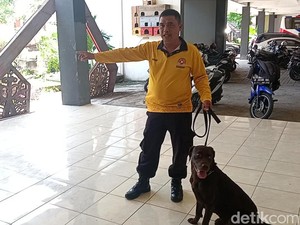 Kenalan dengan Coco Anjing Pelacak 3 Korban Gempa Cianjur Terkubur