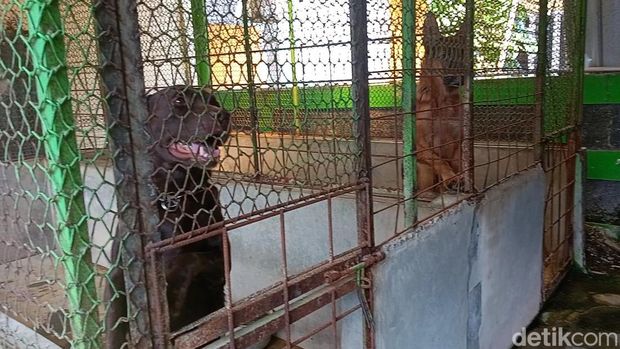 Anjing ras labrador Coco di kantor Satpol PP Semarang, Selasa (29/11/2022).