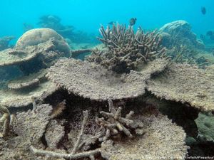 Australia Menentang Status Terancam Punah untuk Great Barrier Reef