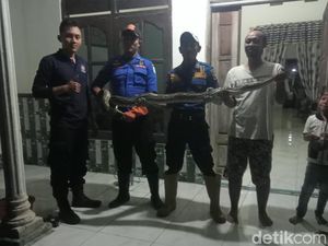 2 Ular Sanca Dievakuasi dari Kandang Ayam-Atap Rumah Warga Lamongan