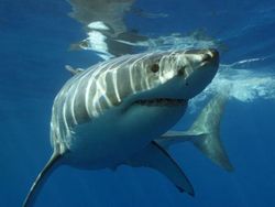 20 Fakta Menarik yang Bikin Tercengang Saat Mengetahuinya