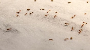 Semua semut di dunia memiliki berat yang hampir sama dengan semua orang di dunia. Foto: Boredpanda