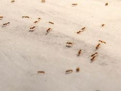 20 Fakta Menarik yang Bikin Tercengang Saat Mengetahuinya