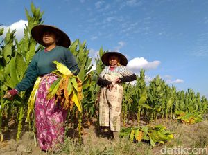 Ribuan Petani Akan Digusur Imbas Proyek Lapangan Golf