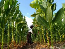 Respons Petani Tembakau soal Cukai Rokok Tak Naik Tahun Depan