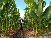 Tolak Aturan Pengetatan Rokok, Petani Tembakau Ungkap Ancaman Kerugiannya