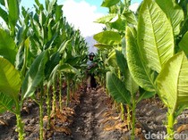 Aturan Produk Tembakau Makin Ketat, Industri-Petani Terancam
