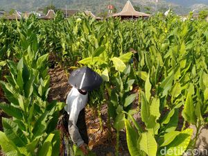 Tolak PP Kesehatan, Petani Tembakau Ungkap Dampak Besarnya