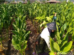 Pengetatan Aturan Tembakau Bisa Bikin Produk Ilegal Marak, Bagaimana Solusinya?
