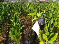 Pengetatan Aturan Tembakau Bisa Bikin Produk Ilegal Marak, Bagaimana Solusinya?