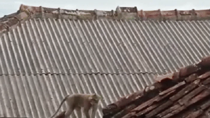 Kawanan monyet di permukiman warga Cianjur.