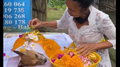Kremasi anjing Maycee di Cakra Kembar Bali Pet Burial Cremation, Kuwum, Mengwi, Badung.