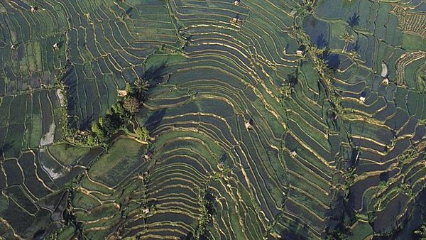 Dari Klungkung, Bali, ada pula irigasi sawah yang baru ditanam dekat Sidemen. Sistem irigasi ini dianggap sebagai salah satu sistem irigasi tradisional tercanggih di dunia. lanskap ini dipotret pada 1989. Dari Klungkung, Bali, ada pula irigasi sawah yang baru ditanam dekat Sidemen. Sistem irigasi ini dianggap sebagai salah satu sistem irigasi tradisional tercanggih di dunia. lanskap ini dipotret pada 1989.