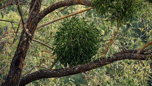 Pohon bercabang tua tumbuh di hutan, kulit pohon ditutupi dengan lumut dan jamur, semak-semak hijau tumbuh di cabang-cabang, parasit - mistletoe