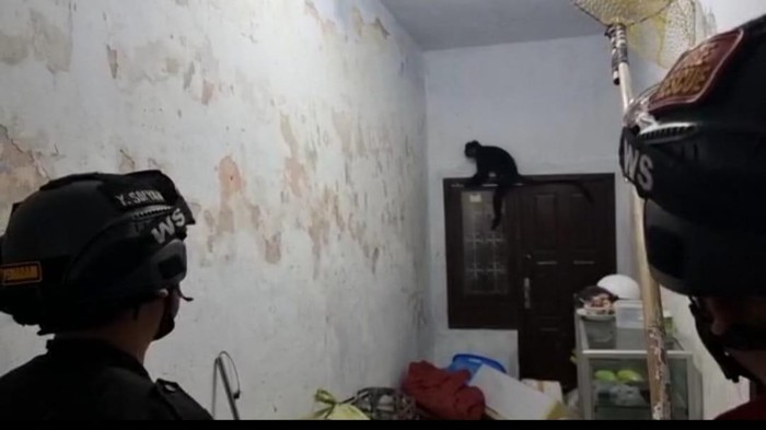 Proses evakuasi lutung yang masuk rumah warga di Desa Ciracas, Kabupaten Kuningan.