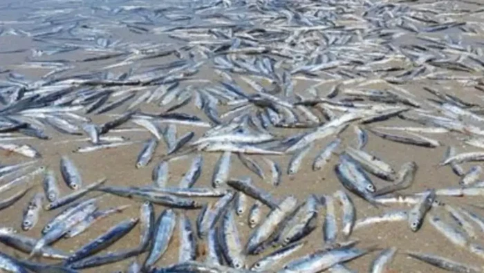 Ratusan Ekor Ikan Mati di Pantai Australia