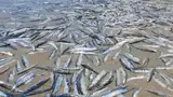 Ratusan Ikan Ditemukan Mati di Pantai Australia, Pertanda Apa Ini?