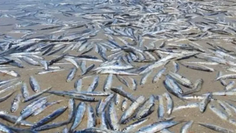 Ratusan Ekor Ikan Mati di Pantai Australia